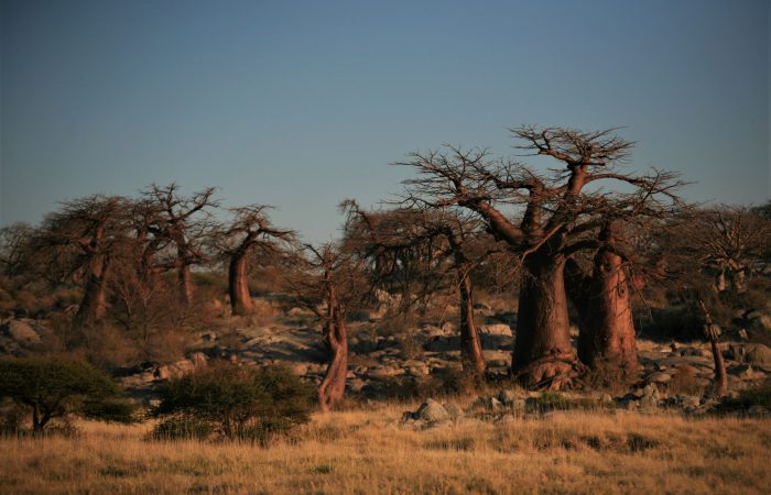 TOURS & SAFARI GUIDES ( Almegabots Safaris Botswana )